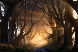 Allthingseurope:  The Dark Hedges, Northern Ireland (By Stephen Emerson) 