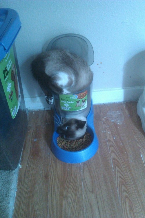 hussainthemvp:Don’t ever tell me that cats are smart again.