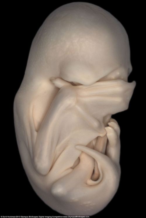 diariesofaclosetsubmissive: sixpenceee: Image of a black mastiff bat embryo at the Peek-a-boo stage,