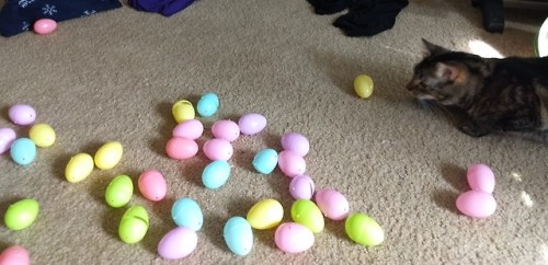 fantasticbeastsandhowtokeepthem: Walmart had bags of 48 plastic eggs for only a few dollars, so I gr