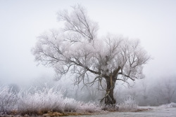  FROST BY PATRICK HÜBSCHMANN Germany, Baden-Baden-based designer and photographer Patrick Hübschmann (facebook), mainly focused on nature and landscape photography. 