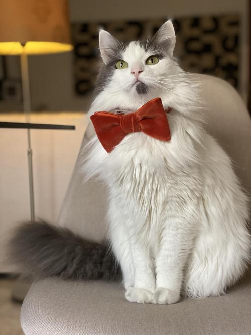 supermodelcats: Fancy a dapper meowdel ? So fancy!