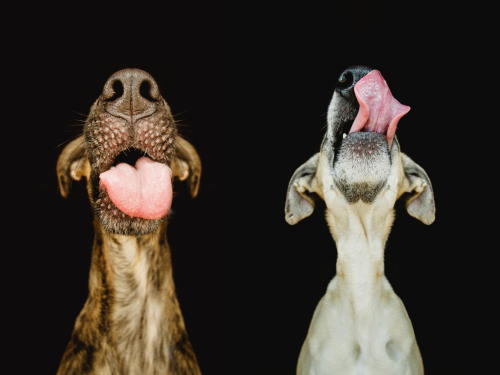  Yummy by Elke Vogelsang 