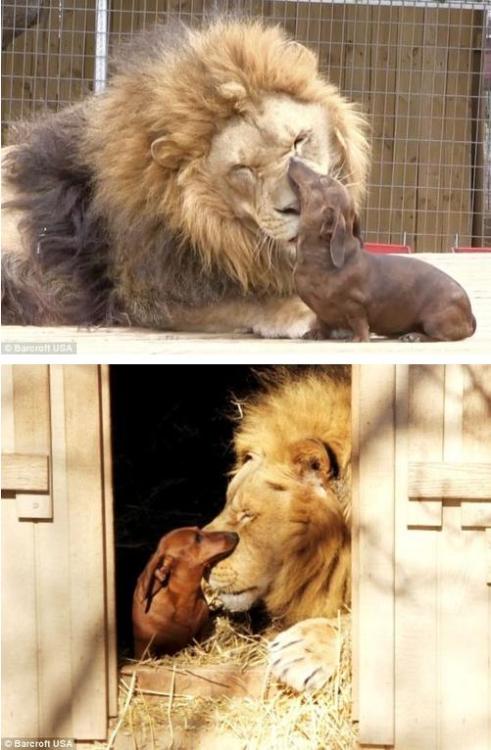 memewhore:  pleatedjeans:  18 Animals Way More in Love Than You’ll Ever Be  Well that caption was just hurtful and unnecessary *cries* 