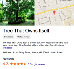 giraffepoliceforce:vnicent:otteroftheworld:My parents live in this town and the city legally can’t tear the tree down to build or anything because the tree has its own legal rights and they can’t do anything about it.how does. how does this happen.