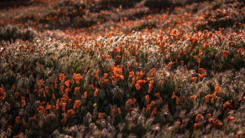 floralls: poppies. Antelope Valley Poppy Reserve, California by Anton Floquet