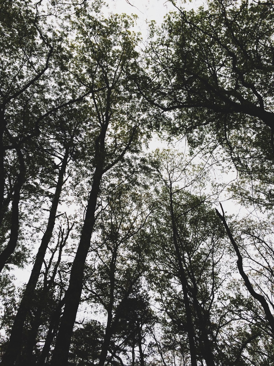 secretofthetrees:  Stone Mountain Georgia