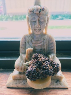 kushelf:  Fresh lil nugget ft. Buddha