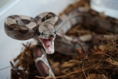 crispysnakes:17SHASxMALShasta’s babies are going through their second sheds and are looking really n