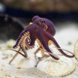 ronbeckdesigns:   Coconut Octopus |                  California Academy of Sciences              (via (23) Pinterest • The world’s catalog of ideas) 