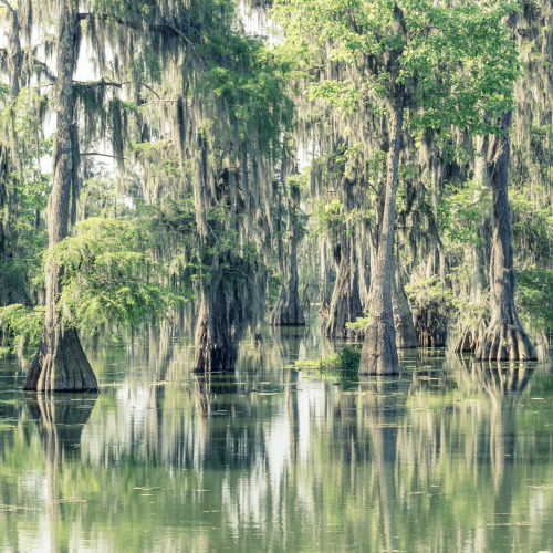 Deep South, Lake Martin (w/ Nobert Leblanc), Louisiana USA (2014)