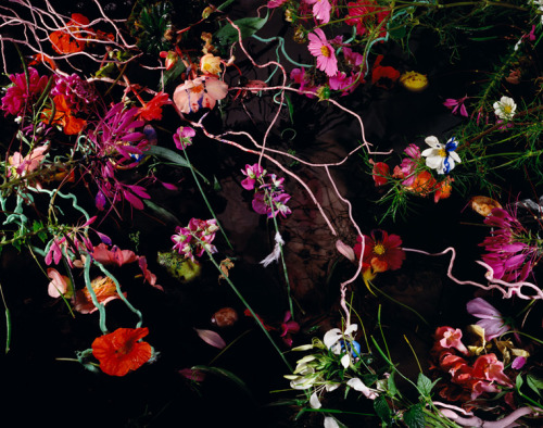 asylum-art:  Margriet Smulder Margriet Smulders’ intoxicating and smouldering flowers represent contradictions between the mind and the body, between science and intuítion, between dark and light, nirwana and  samsara, modesty and voluptousness maybe