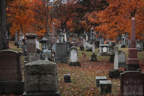 firefly-in-repair: Just some of the many deer I saw in the cemetery this morning :)