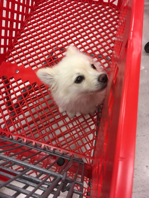 klefable:this pup apparently escaped from a car in the parking lot, so someone brought him to guest 