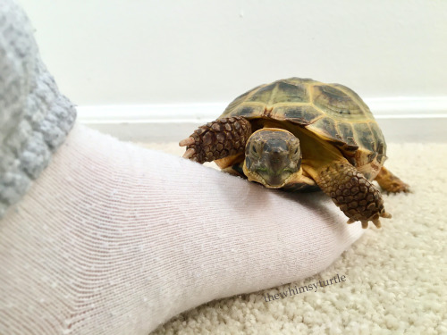 I, Kirby the Explorer, hereby claim Mom’s foot for my kingdom!