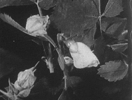under-the-gaslight:Roses filmed by Arthur Edward Pillsbury, c. 1925 (in colour).