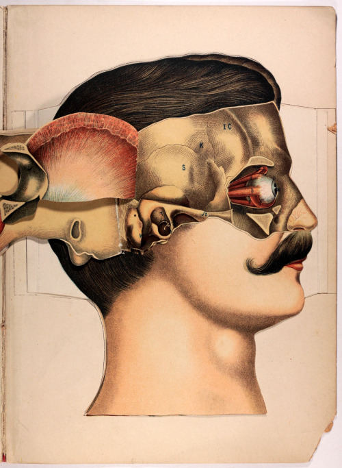 michaelmoonsbookshop: The Anatomy of the Human Head and Neckgraphically illustrated by means of supe