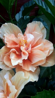 din0chan:My gram has some rlly pretty hibiscus flowers in her garden! 🌺🌺🌺