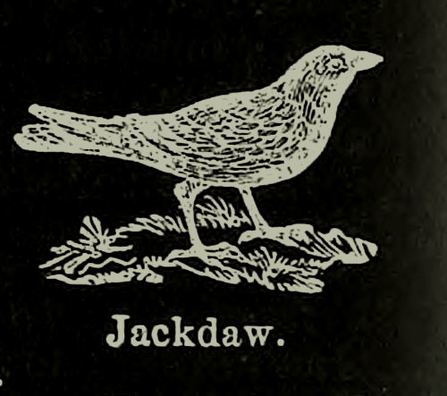 Jackdaw. A high-school dictionary of the English language. 1868.Internet Archive