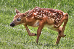 catch-inq-fir3:  peachy-hbu:  goatkult:  oaf-whisperer:  making my way downtown  I just snorted so violently I hurt my own throat.  Swiggity swooty im coming for that booty  booty had me like 