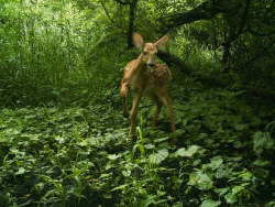 trailcam: 06.25.15_09.59.04 Whitetail Fawn William Harper 