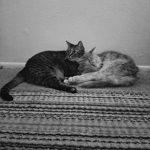 derpycats:  Bff’s:)