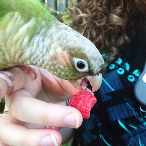 Yoshi and Bailey licking raspberries.