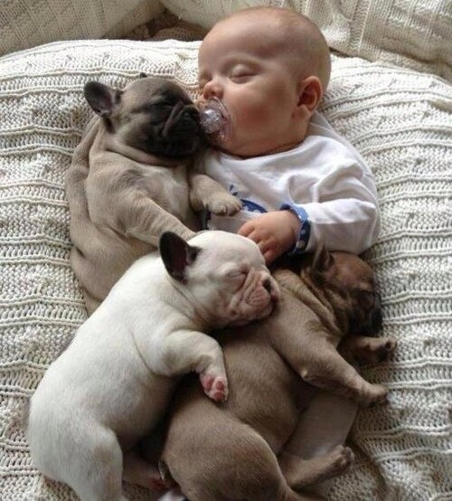 -emaleighgreen-:  Puppies!!! 