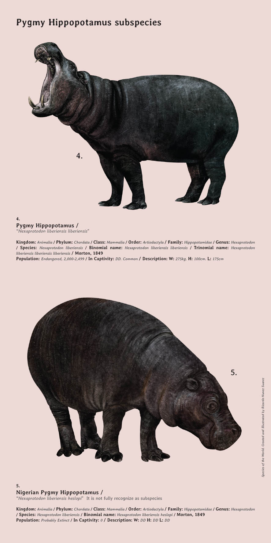 Species, All Mammals of the World — The pygmy hippo is a very hard animal  to study in...
