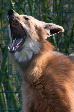 her-wolf:    Yawning Maned Wolf by Predators-Prey