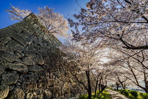 津山城の春