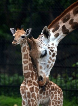 A little love goes a long way (Giraffe and