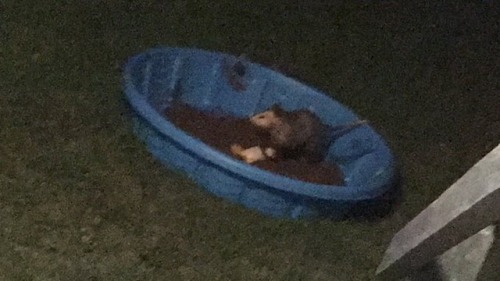itsame-hannie:Here’s a grainy picture of an opossum eating a breakfast burrito in a kiddie poo