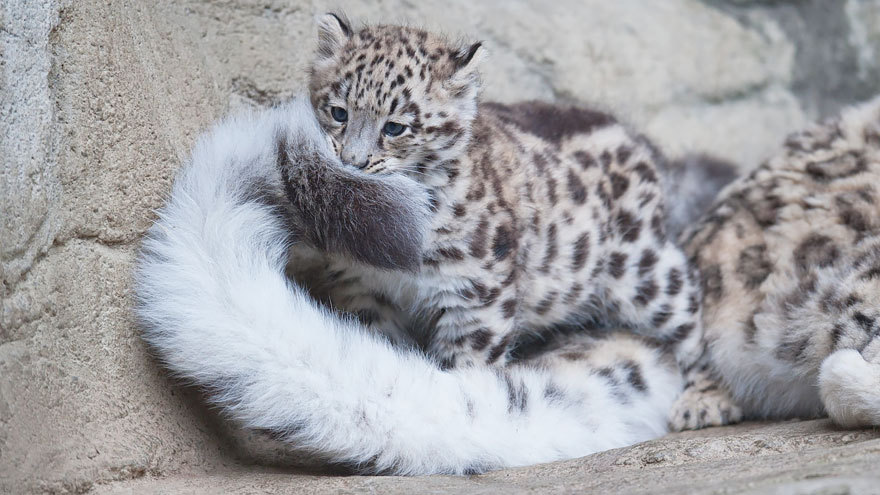 cobalt-doll:  awesome-picz:   Snow Leopards Love Nomming On Their Fluffy Tails. @dan-rowbell