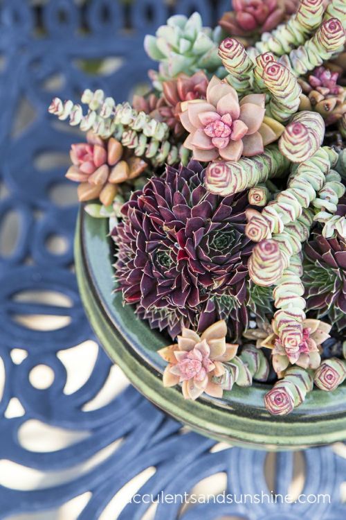 flowersgardenlove:  Succulents in a Gree Beautiful gorgeous pretty flowers