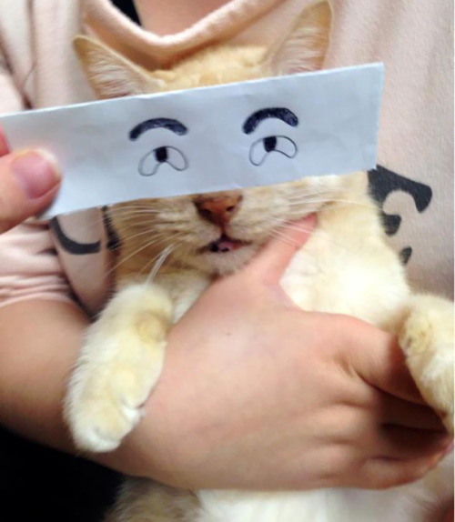 asylum-art:  Fake Cartoon Eyes for Cats Make Everything Better  Via:  kotaku Japanese Twitter users have started a new photo trend called ‘neko montaaju’ (aka ‘cat montage’) that has cat owners turning their feline friends into facially expressive