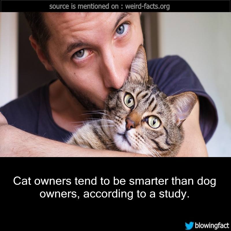 Weird Facts, Cat owners tend to be 