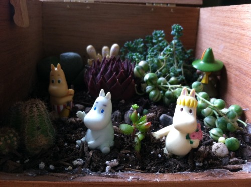 whitecatbite:  Oliver made me a moomin garden out of an old cigar box 