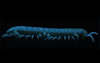 milliposting:bioluminescent millipedes! these guys are called motyxia, they&rsquo;re
