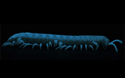 milliposting:bioluminescent millipedes! these guys are called motyxia, they&rsquo;re