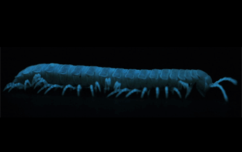 milliposting:bioluminescent millipedes! these guys are called motyxia, they&rsquo;re