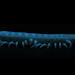 milliposting:bioluminescent millipedes! these guys are called motyxia, they&rsquo;re