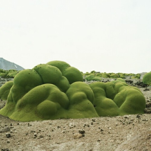 anthonysharps:  2000 year old shrub related to parsley, this is amazing! #chile #landscape #landscapearchitect #landscapearchitecture #shrub #parsley #plants #garden #gardendesign #design #melbourne #akas #akaslandscape