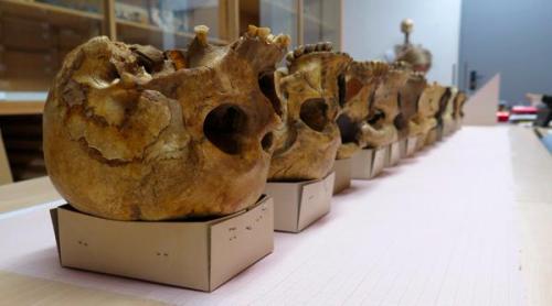 theolduvaigorge:“Comparative casts of hominin skulls lined up here in Tautavel, at the Musee de la P