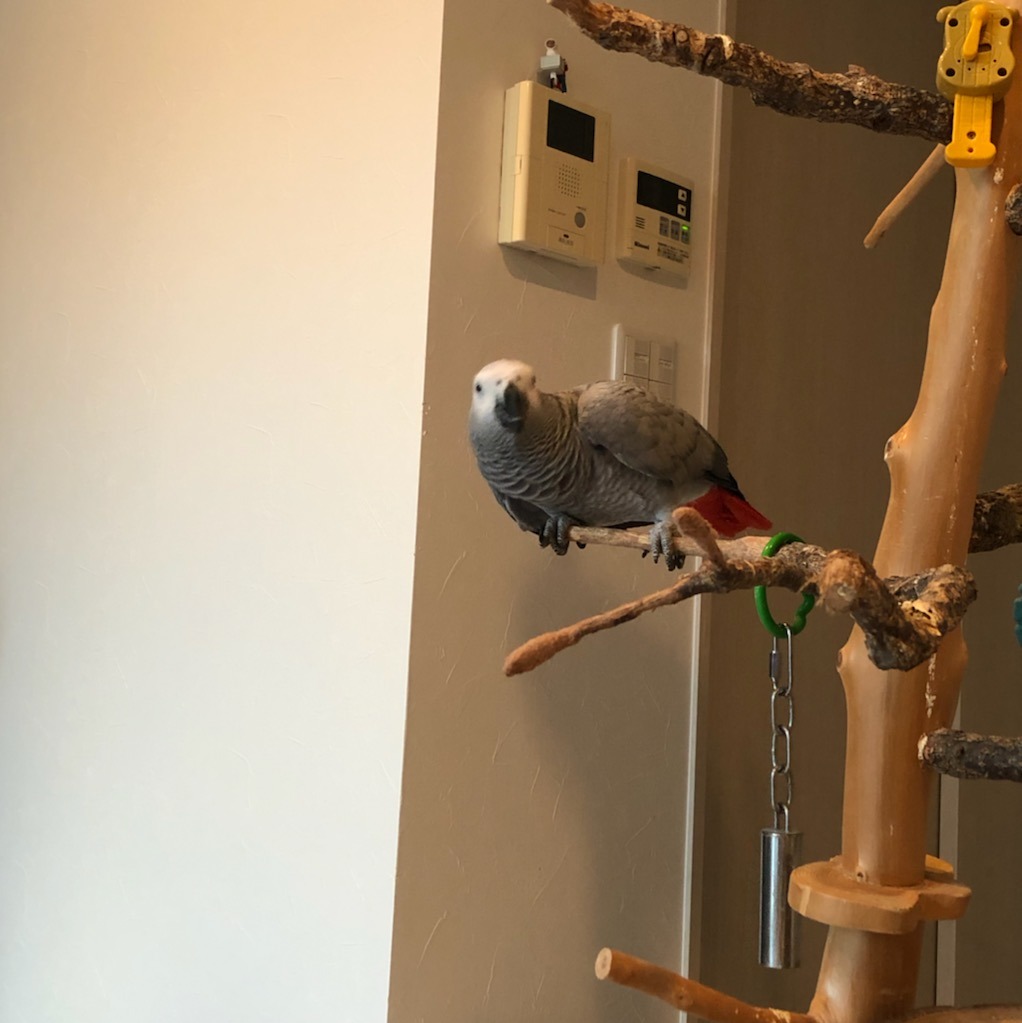 最も好ましい インコ 画像 待ち受け 人気のhd壁紙 最も好ましい インコ 画像 待ち受け 人気のhd壁紙
