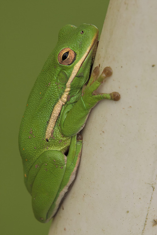 lovingexotics - Green Tree Frog Litoria caerulea Source - ...