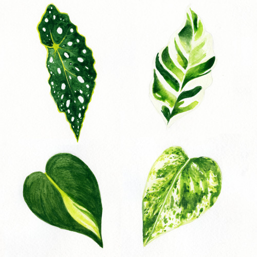 More Watercolor Leaf Paintings (on Instagram) by Marisa Renee These watercolor leaves were based on 