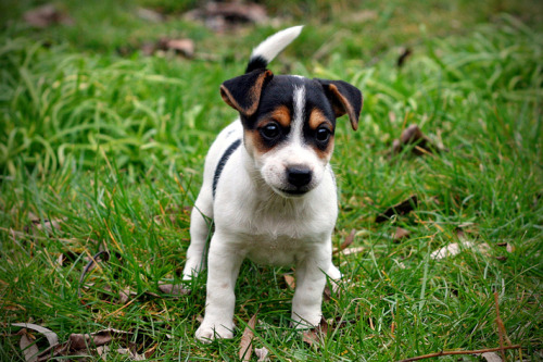 Black brown jack russell terrier