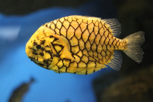 This Japanese Pineapple fish (Monocentris japonica) is a rather aptly named species. Rather small fo