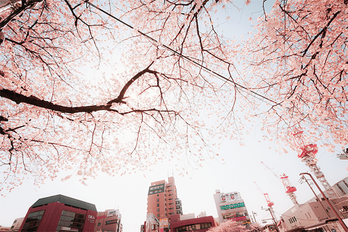 A cherry blossom blown away